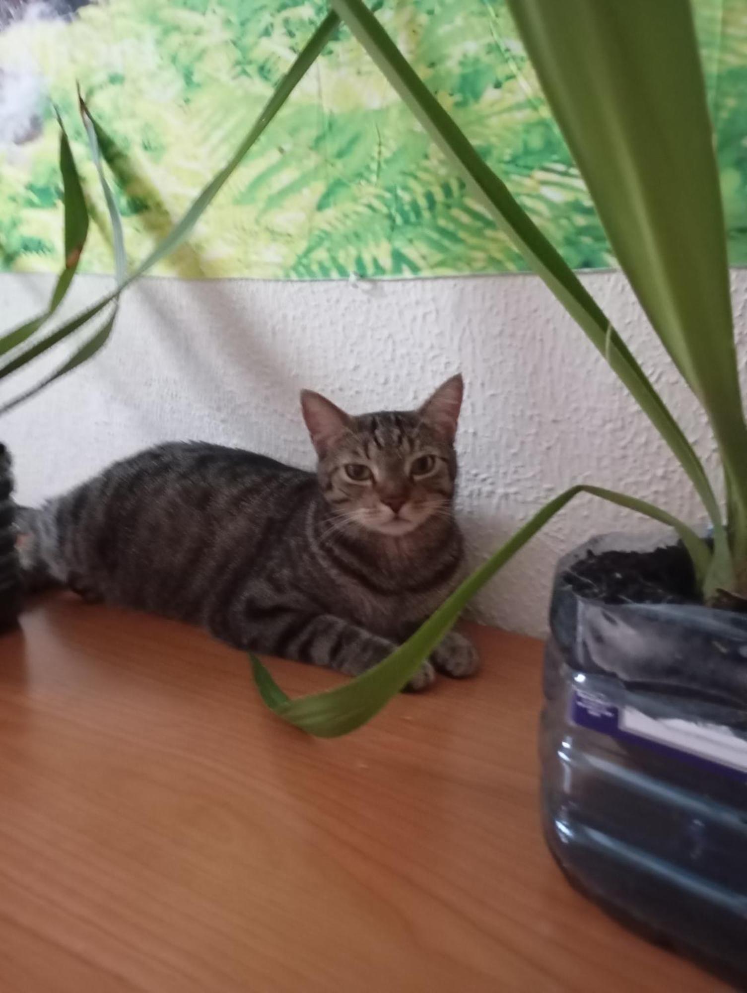 Grosses Modernes Zimmer "Silber" Fuer 2 Personen Und Katzenliebhaber Valencia Exterior photo